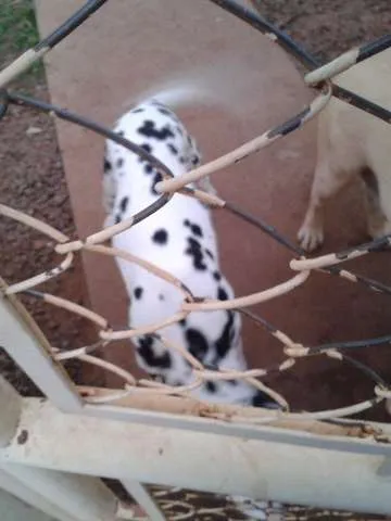 Cachorro ra a Dálmata idade 3 anos nome Brenda