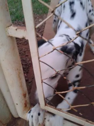 Cachorro ra a Dálmata idade 3 anos nome Brenda