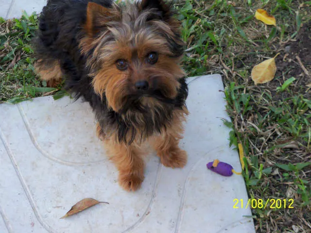 Cachorro ra a Yorkshire idade 2 anos nome Pingo GRATIFICA