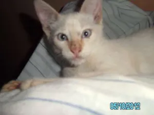 Gato raça Siamês idade  nome GATINHOS