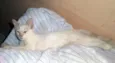 GATINHOS