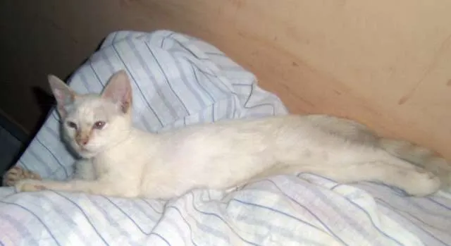 Gato ra a Siamês idade  nome GATINHOS