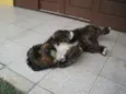 REX