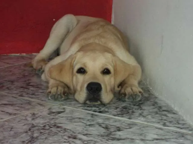 Cachorro raça Labrador idade 7 a 11 meses nome Max