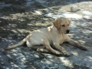 Cachorro raça Labrador idade 7 a 11 meses nome Max