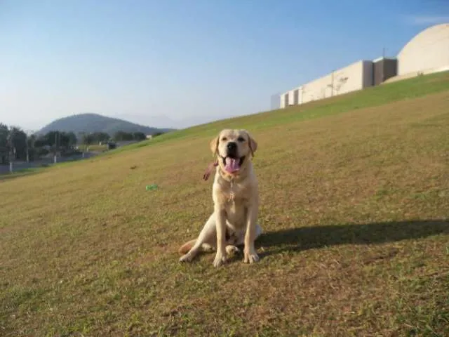 Cachorro raça Labrador idade 7 a 11 meses nome Max