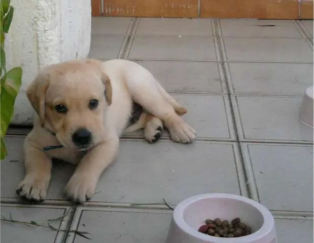 Cachorro raça Labrador idade 7 a 11 meses nome Max