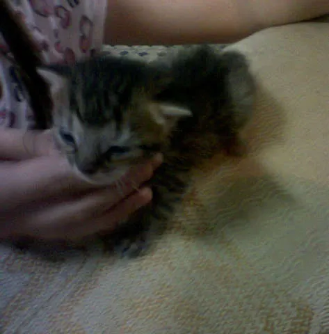 Gato ra a VIRALATA idade Abaixo de 2 meses nome misse