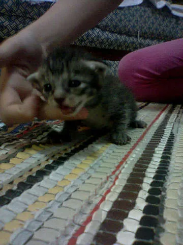 Gato ra a VIRALATA idade Abaixo de 2 meses nome misse