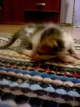 misse