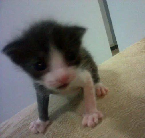 Gato ra a VIRALATA idade Abaixo de 2 meses nome misse