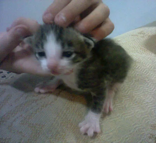 Gato ra a VIRALATA idade Abaixo de 2 meses nome misse