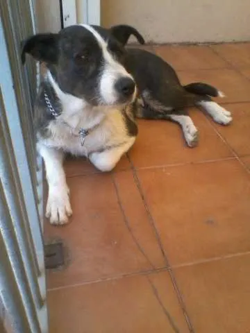 Cachorro ra a srd idade 3 anos nome não sei