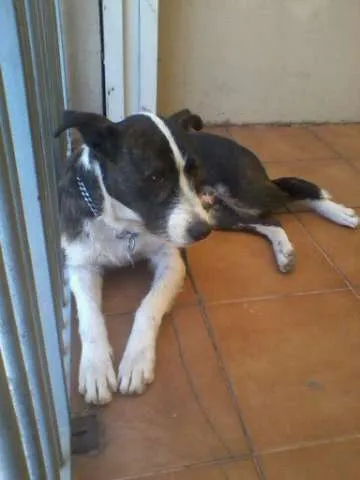 Cachorro ra a srd idade 3 anos nome não sei