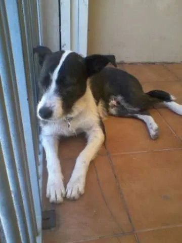 Cachorro ra a srd idade 3 anos nome não sei