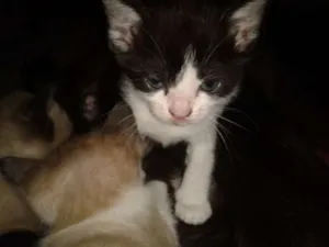 Gato raça vira-lata idade Abaixo de 2 meses nome lola;mel 