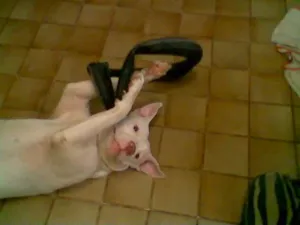 Cachorro raça Pit-Bull idade 6 ou mais anos nome Pitera