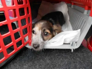 Cachorro raça SRD idade 2 a 6 meses nome Pedrita