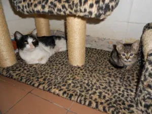 Gato raça SRD idade Abaixo de 2 meses nome Lua e sol
