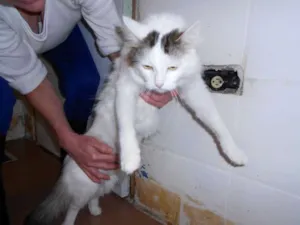 Gato raça SRD idade 1 ano nome July