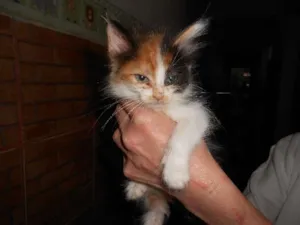 Gato raça SRD idade 2 a 6 meses nome Lupe