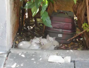 Gato raça siamês idade Abaixo de 2 meses nome ninhada