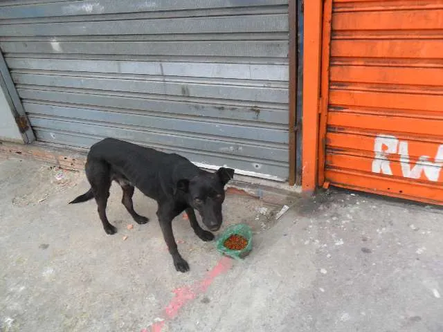 Cachorro ra a Pit-Bull mestiço idade 2 a 6 meses nome pitty