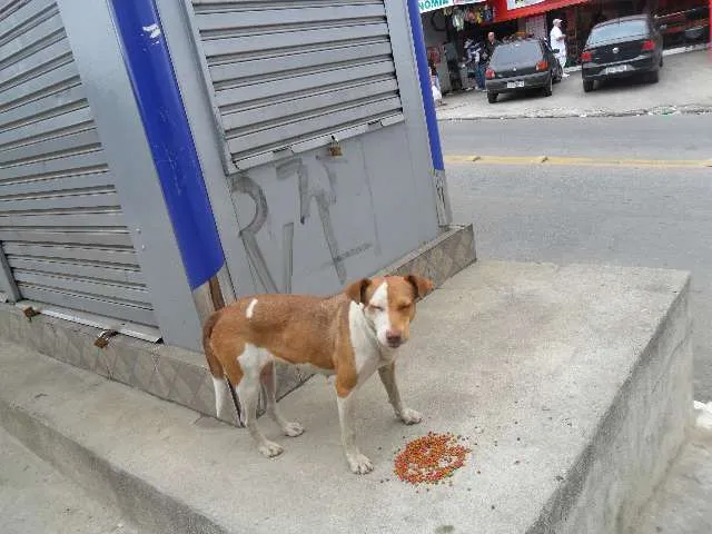 Cachorro ra a Pit-Bull mestiço idade 2 a 6 meses nome pitty