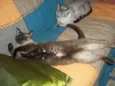 rajado e azulão