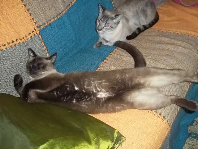 Gato ra a não sei idade 1 ano nome rajado e azulão
