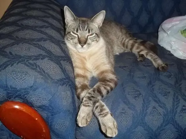 Gato ra a não sei idade 1 ano nome rajado e azulão