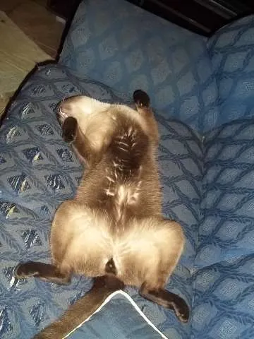 Gato ra a não sei idade 1 ano nome rajado e azulão
