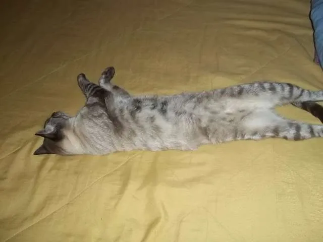 Gato ra a não sei idade 1 ano nome rajado e azulão
