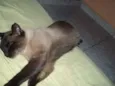 rajado e azulão