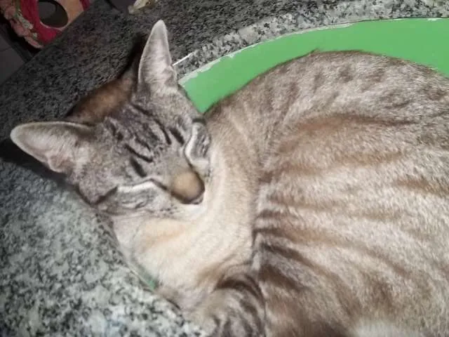 Gato ra a não sei idade 1 ano nome rajado e azulão