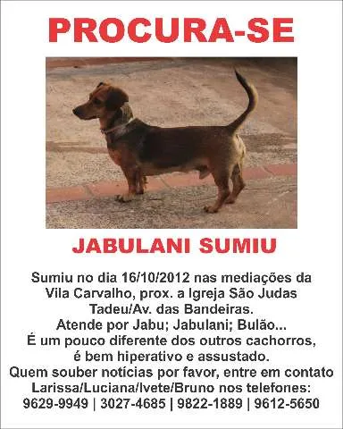 Cachorro ra a SRD idade  nome JABULANI