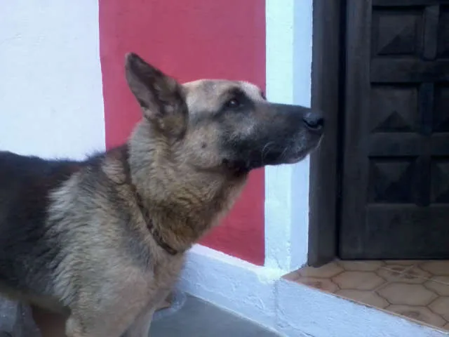 Cachorro ra a Pastor Alemão idade 6 ou mais anos nome desconhecido
