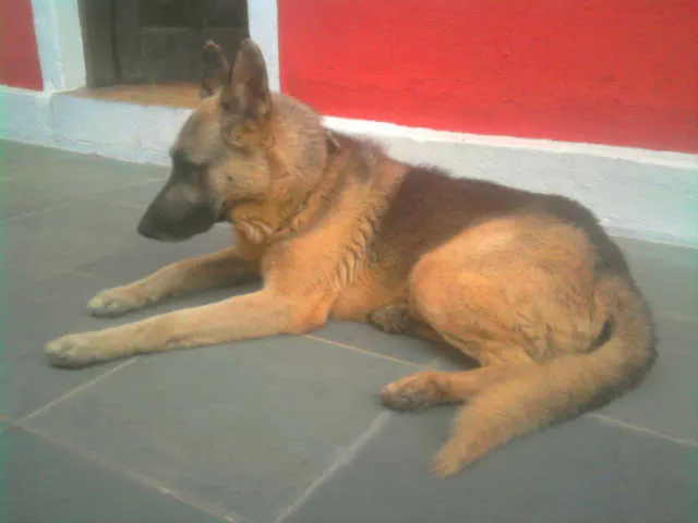 Cachorro ra a Pastor Alemão idade 6 ou mais anos nome desconhecido