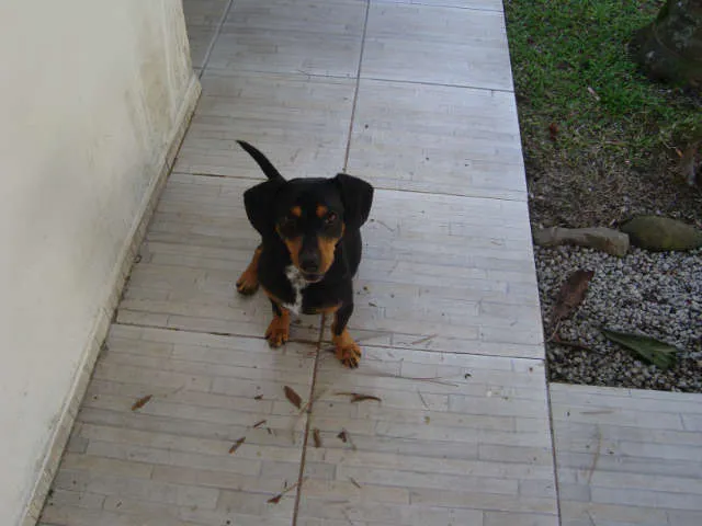 Cachorro ra a sem raça definida idade 1 ano nome Zécão