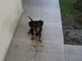 Zécão