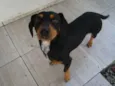 Zécão