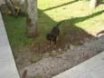 Zécão