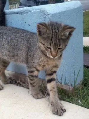 Gato raça  idade 2 a 6 meses nome sem nome