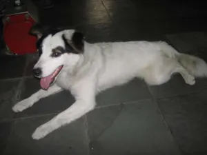 Cachorro raça SRD idade 1 ano nome sem nome