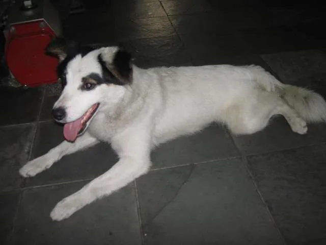 Cachorro ra a SRD idade 1 ano nome sem nome
