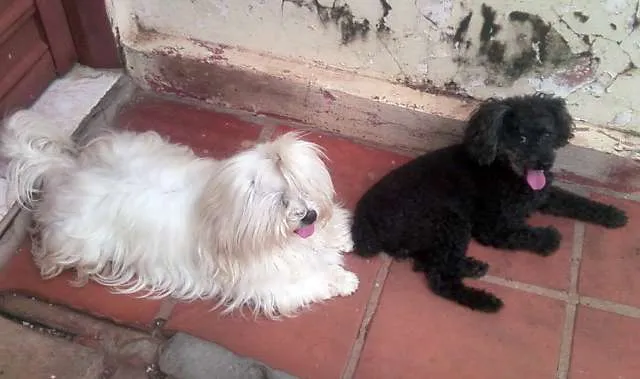 Cachorro ra a Shitzu/Poodle idade  nome ENCONTRADO - PROCUR