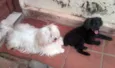 ENCONTRADO - PROCUR