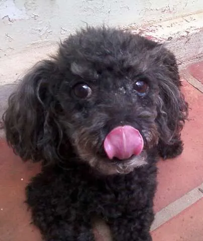 Cachorro ra a Shitzu/Poodle idade  nome ENCONTRADO - PROCUR