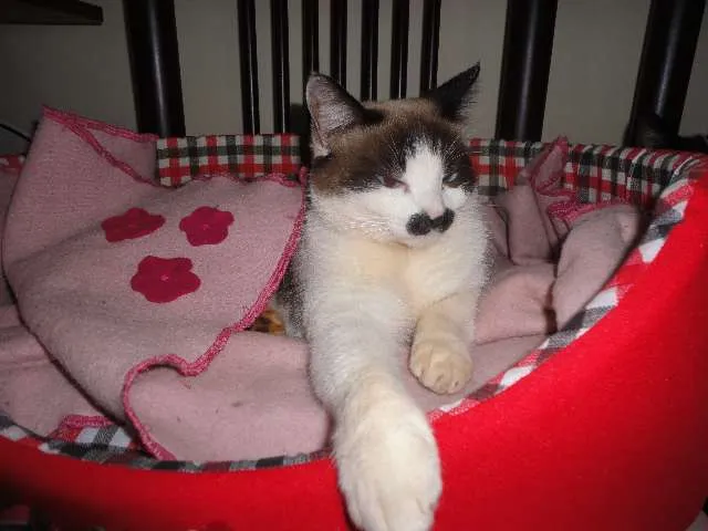 Gato ra a Mestiço Siamês  idade 2 anos nome Xexéu Chaplin