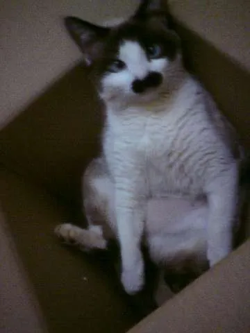 Gato ra a Mestiço Siamês  idade 2 anos nome Xexéu Chaplin